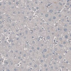 PD-1 Antibody (CL3624) - Azide and BSA Free, Novus Biologicals 100 ul;