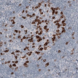PD-1 Antibody (CL3624) - Azide and BSA Free, Novus Biologicals 100 ul;