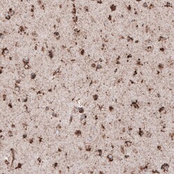 LAMP-1/CD107a Antibody (CL4472) - Azide and BSA Free, Novus Biologicals