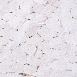 LAMP-1/CD107a Antibody (CL4472) - Azide and BSA Free, Novus Biologicals