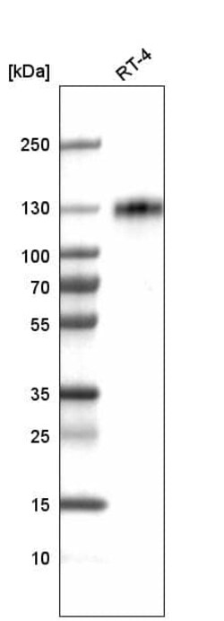 LAMP-1/CD107a Antibody (CL4472) - Azide and BSA Free, Novus Biologicals
