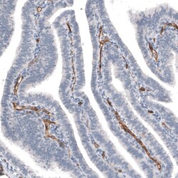 ELTD1/ETL Antibody (CL4164) - Azide and BSA Free, Novus Biologicals 100