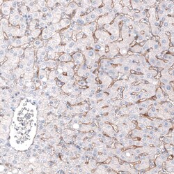 ELTD1/ETL Antibody (CL4164) - Azide and BSA Free, Novus Biologicals 100