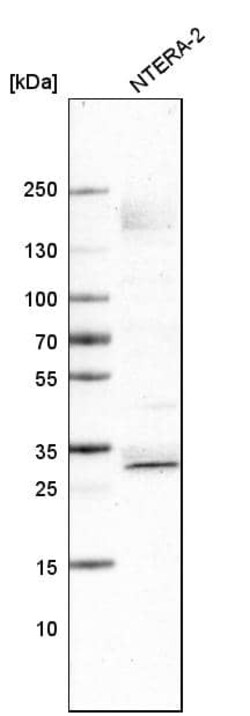 SOX21 Antibody (CL4681) - Azide and BSA Free, Novus Biologicals 100 ul;