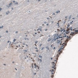 SOX21 Antibody (CL4681) - Azide and BSA Free, Novus Biologicals 100 ul;