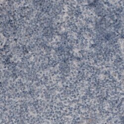 CA125/MUC16 Antibody (CL2783) - Azide and BSA Free, Novus Biologicals 100