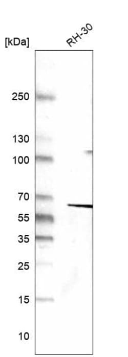 Desmin Antibody (CL4502) - Azide and BSA Free, Novus Biologicals 100 ul;