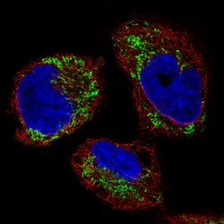 Ornithine Carbamoyltransferase Antibody (CL4045) - Azide and BSA Free,