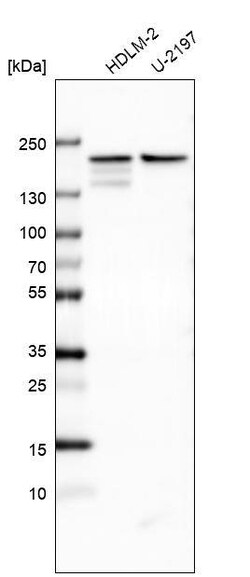 CLIP170 Antibody (CL4844) - Azide and BSA Free, Novus Biologicals 100 ul;