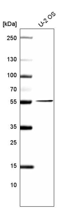 PRAME Antibody (CL5146) - Azide and BSA Free, Novus Biologicals 100 ul;