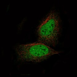 PRAME Antibody (CL5146) - Azide and BSA Free, Novus Biologicals 100 ul;