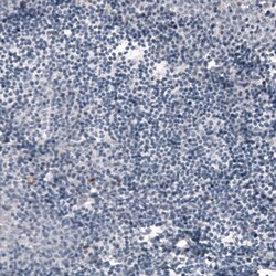 ACE-2 Antibody (CL4013) - Azide and BSA Free, Novus Biologicals 100 ul;