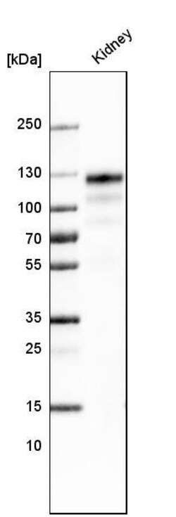 ACE-2 Antibody (CL4013) - Azide and BSA Free, Novus Biologicals 100 ul;