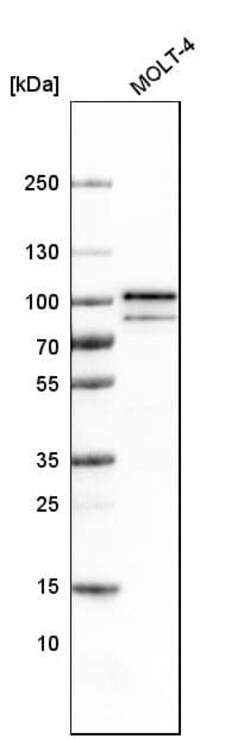 B-Raf Antibody (CL4004) - Azide and BSA Free, Novus Biologicals 100 ul;