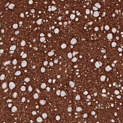 PRRT2 Antibody (CL4233) - Azide and BSA Free, Novus Biologicals 100 ul;