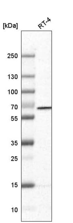 PGM1 Antibody (CL3301) - Azide and BSA Free, Novus Biologicals 100 ul;