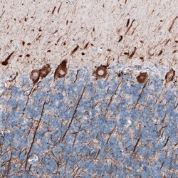 NF-L Antibody (CL4729) - Azide and BSA Free, Novus Biologicals 100 ul;