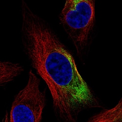 NF-L Antibody (CL4729) - Azide and BSA Free, Novus Biologicals 100 ul;