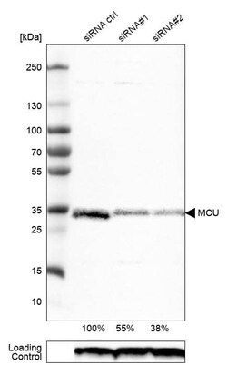CCDC109A Antibody (CL3576) - Azide and BSA Free, Novus Biologicals 100 &mu;L | Buy Online | Novus Biologicals | Fisher Scientific