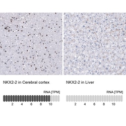 NKX2.2 Antibody (CL11380) - Azide and BSA Free, Novus Biologicals 100 &mu;L | Buy Online | Novus Biologicals | Fisher Scientific