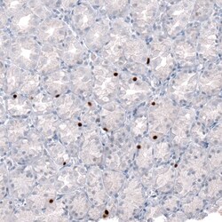 NKX2.2 Antibody (CL11380) - Azide and BSA Free, Novus Biologicals 100 &mu;L | Buy Online | Novus Biologicals | Fisher Scientific