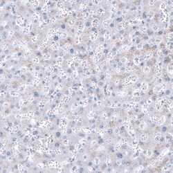 NKX2.2 Antibody (CL11380) - Azide and BSA Free, Novus Biologicals 100 &mu;L | Buy Online | Novus Biologicals | Fisher Scientific
