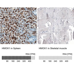 HO-1/HMOX1/HSP32 Antibody (CL11661) - Azide and BSA Free, Novus Biologicals