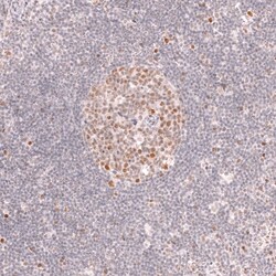 Bcl-6 Antibody (CL14612) - Azide and BSA Free, Novus Biologicals 100 ul;