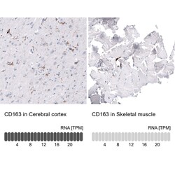 CD163 Antibody (CL10658) - Azide and BSA Free, Novus Biologicals 100 ul;