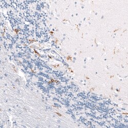 CD163 Antibody (CL10658) - Azide and BSA Free, Novus Biologicals 100 ul;