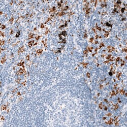 CD163 Antibody (CL10658) - Azide and BSA Free, Novus Biologicals 100 ul;