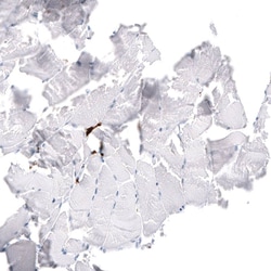 CD163 Antibody (CL10658) - Azide and BSA Free, Novus Biologicals 100 ul;