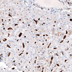 CD163 Antibody (CL10658) - Azide and BSA Free, Novus Biologicals 100 ul;