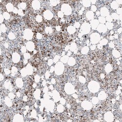 GPR97 Antibody (CL11474) - Azide and BSA Free, Novus Biologicals 100 ul;