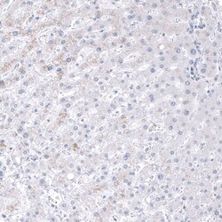 GPR97 Antibody (CL11474) - Azide and BSA Free, Novus Biologicals 100 ul;