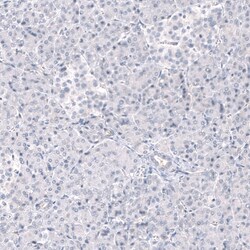 ANO2 Antibody (CL10631) - Azide and BSA Free, Novus Biologicals 100 ul;