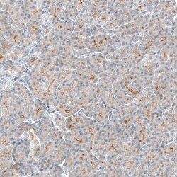 TMPRSS2 Antibody (CL12514) - Azide and BSA Free, Novus Biologicals 100