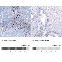 EOMES Antibody (CL15425) - Azide and BSA Free, Novus Biologicals 100 ul;