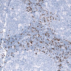 EOMES Antibody (CL15425) - Azide and BSA Free, Novus Biologicals 100 ul;