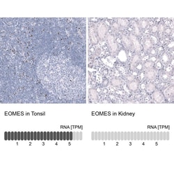 EOMES Antibody (CL15426) - Azide and BSA Free, Novus Biologicals 100 ul;