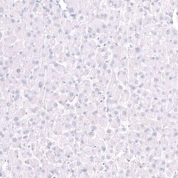 EOMES Antibody (CL15426) - Azide and BSA Free, Novus Biologicals 100 ul;