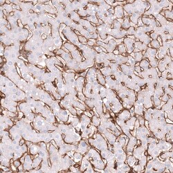 Integrin beta 1/CD29 Antibody (CL15606) - Azide and BSA Free, Novus Biologicals