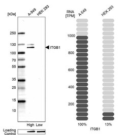 Integrin beta 1/CD29 Antibody (CL15606) - Azide and BSA Free, Novus Biologicals