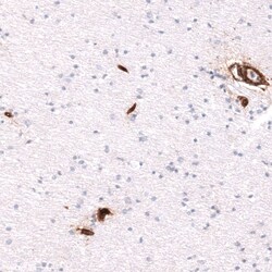 Integrin beta 1/CD29 Antibody (CL15622) - Azide and BSA Free, Novus Biologicals