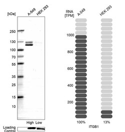 Integrin beta 1/CD29 Antibody (CL15622) - Azide and BSA Free, Novus Biologicals