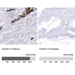 Calbindin D-28K Antibody (CL15059) - Azide and BSA Free, Novus Biologicals™