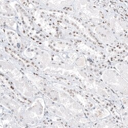 Transcription factor E3 Antibody (CL12822) - Azide and BSA Free, Novus