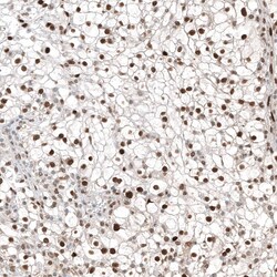 Transcription factor E3 Antibody (CL12822) - Azide and BSA Free, Novus