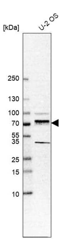 Transcription factor E3 Antibody (CL12822) - Azide and BSA Free, Novus