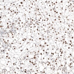 Transcription factor E3 Antibody (CL12810) - Azide and BSA Free, Novus